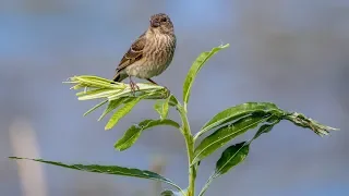 Чечевицы. Carpodacus erythrinus. Птицы Беларуси.