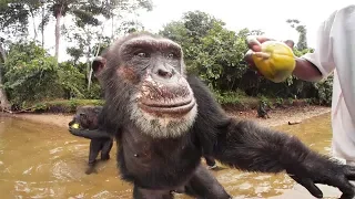 Chimpanzees 360º | Liberia, Africa—VR video