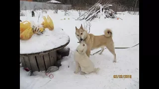 Злата с Днём Рождения!