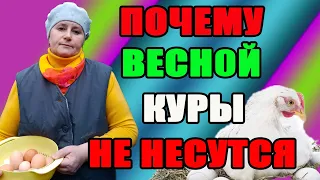 Почему весной наши куры НЕ НЕСУТСЯ.