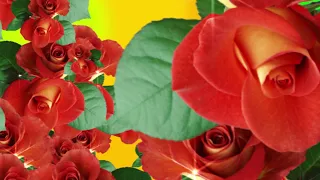Футаж Видео Розы для поздравления на зелёном фоне Хромакей Анимация green screen animation