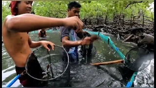 Harvest ng gango jackpot sa daming samaral