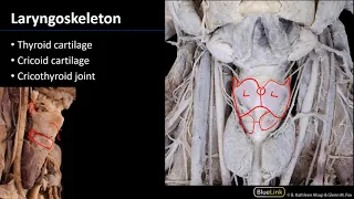 Larynx, Pharynx and CST - Laryngeal Cartilages