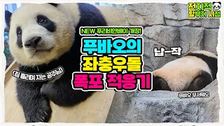 (SUB) 'Dirt' Bear FUBAO became one with dirt! FUBAO's challenge to the pool!🐼│Everland Panda Fubao