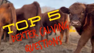 Top 5 Dexter Cattle Calving Questions