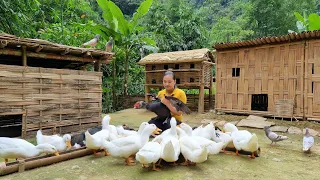 Building Farm Animals and Garden - Make Pig Duck Food, Cooking