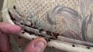 How to Prevent Bed Bug Bites