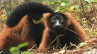 RED RUFFED LEMURS at DUKE LEMUR CENTER