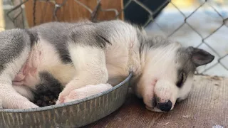 *Puppy Video* 8 Week Old SIBERIAN HUSKY Puppies Playing and Eating with their Mom// Puppy Dog Pals