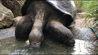 An Extremely Thirsty Tortoise
