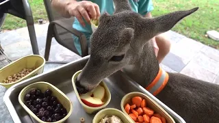 Breakfast with Bambi the Whitetail Deer Fawn (day 124)