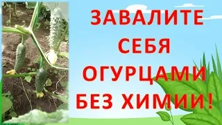 КАК ЗАВАЛИТЬ СЕБЯ ОГУРЦАМИ БЕЗ НИТРАТОВ И ВСЯКОЙ ХИМИИ!!! Как выращивать огурцы. Выращивание огурцов