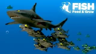 THE GIANT SHARK SHOAL!! - Fish Feed Grow | 21