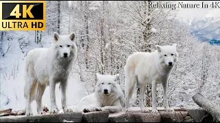 Winter Wildlife In 4K - Beautiful Scenes Of Winter Warrior Animals - Wildlife Film 4K ULTRA HD