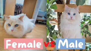 The Key Differences between Male and Female Cats | The Cat Butler