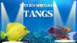 All about the Most popular TANG species for your Reef Tank | Species Spotlight Series #3