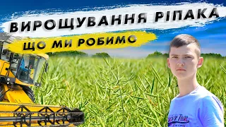 Як ми вирощуємо ріпак? Яку технологію використовуємо?