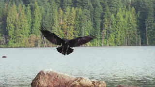 Raven In Slow Motion