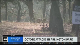 Arlington community on alert coyote attacks in park