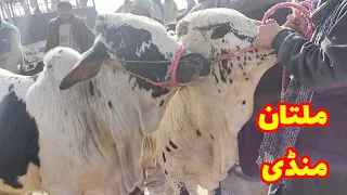 Multan Cow Mandi|Sasstaa Mall Multan Mandi me Kubsuraat Cholistani and Sahiwal Bachryy|Qurbani 2021