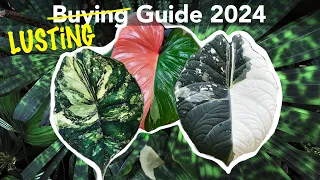 PLANTS we'd love to have & probably can't afford yet @Bangkok International Plant Show 2023