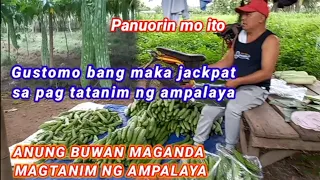 tips para sa pagtatanim ng ampalaya anung buwan magada mag tanim ng ampalaya jackpat ka dito