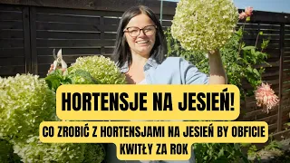 HORTENSJA NA JESIEŃ . CO ZROBIĆ Z HORTENSJAMI NA JESIEŃ BY OBFICIE KWITŁY ZA ROK?