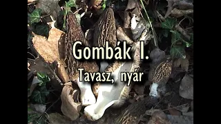 A Négy Évszak Gombái filmsorozat első része: Gombák I. - Tavasz, nyár