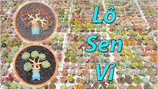 Sen đá đủ loại đẹp rẻ | succulent Gia Nghia