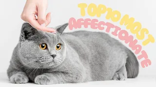 😍Top 10 Most Affectionate Cat Breeds Ambassadors of Feline Friendship