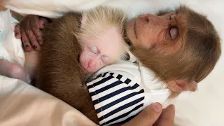 Journey meeting full interesting surprises of Cutis & baby monkey Mynu! Full version