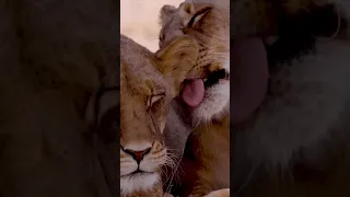 Lioness enjoys a grooming session