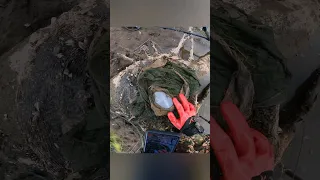 Found a dinosaur egg & cracked it...