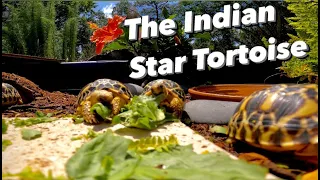 Indian Star Tortoise Care Guide | The Indian Star Tortoise | Space Coast Tortoise