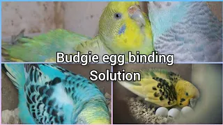Budgie egg binding  , anda phank , bachcha q marti ha by birds information