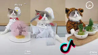 Cats Make Food 2022 ♥ That Little Puff Tiktok Compilation #38