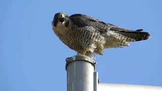 A+ Peregrine Falcon Calling (The Best !)