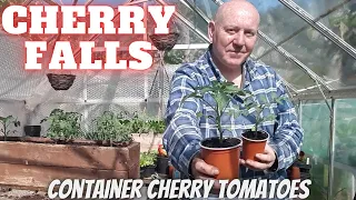 Cherry Falls Tomato Planter [Gardening Allotment UK] [Grow Vegetables At Home ]