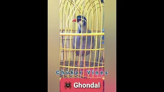 #maskati #chakor #voice #calling #chukar #vines