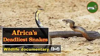 Africa's Deadly Snakes  हिन्दी डॉक्यूमेंट्री  Wildlife documentary in Hindi