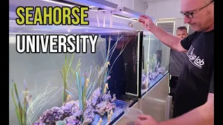 The SECRET to keeping Seahorses !