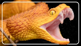 Top 10 Deadliest Snakes With Steve Irwin: Australia's Most Venomous | The Reptile Room
