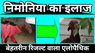 Goat Pneumonia Treatment / बकरी के निमोनिया का इलाज / bakri ko nimoniya ka ilaj