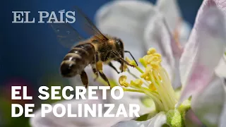 El secreto de la polinización se halla en el cuerpo de las abejas | Ciencia