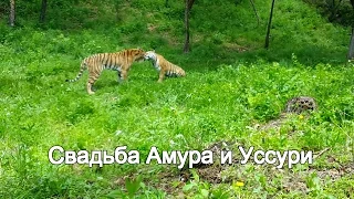 Свадьба Амура и Уссури