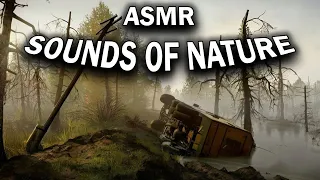 Swamp ASMR: Tranquil Sounds of Nature with Stuck Truck and Electric Pole