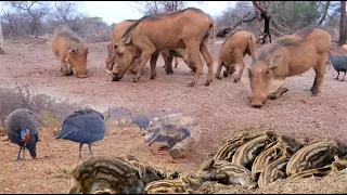 Warthog took a trip to the Spa  Banded Brothers,Wild Animals,Wildlife Sightings