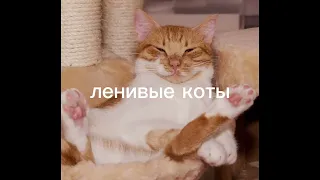 а какой у тебя тип кота?