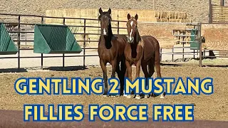 Gentling 2 Wild Mustangs Force Free In A Huge Field: RECAP (Part 1)