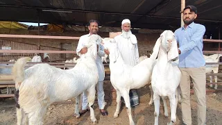 Hindustan Ke Pehle Sojat Kisan | Oldest Breedline Of Sojat Goats.